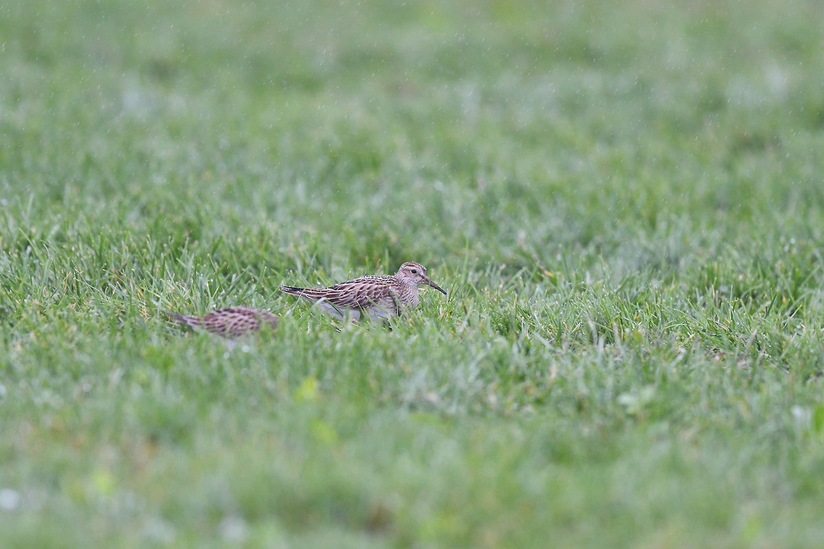 Pectoral Sandpiper - ML609284678