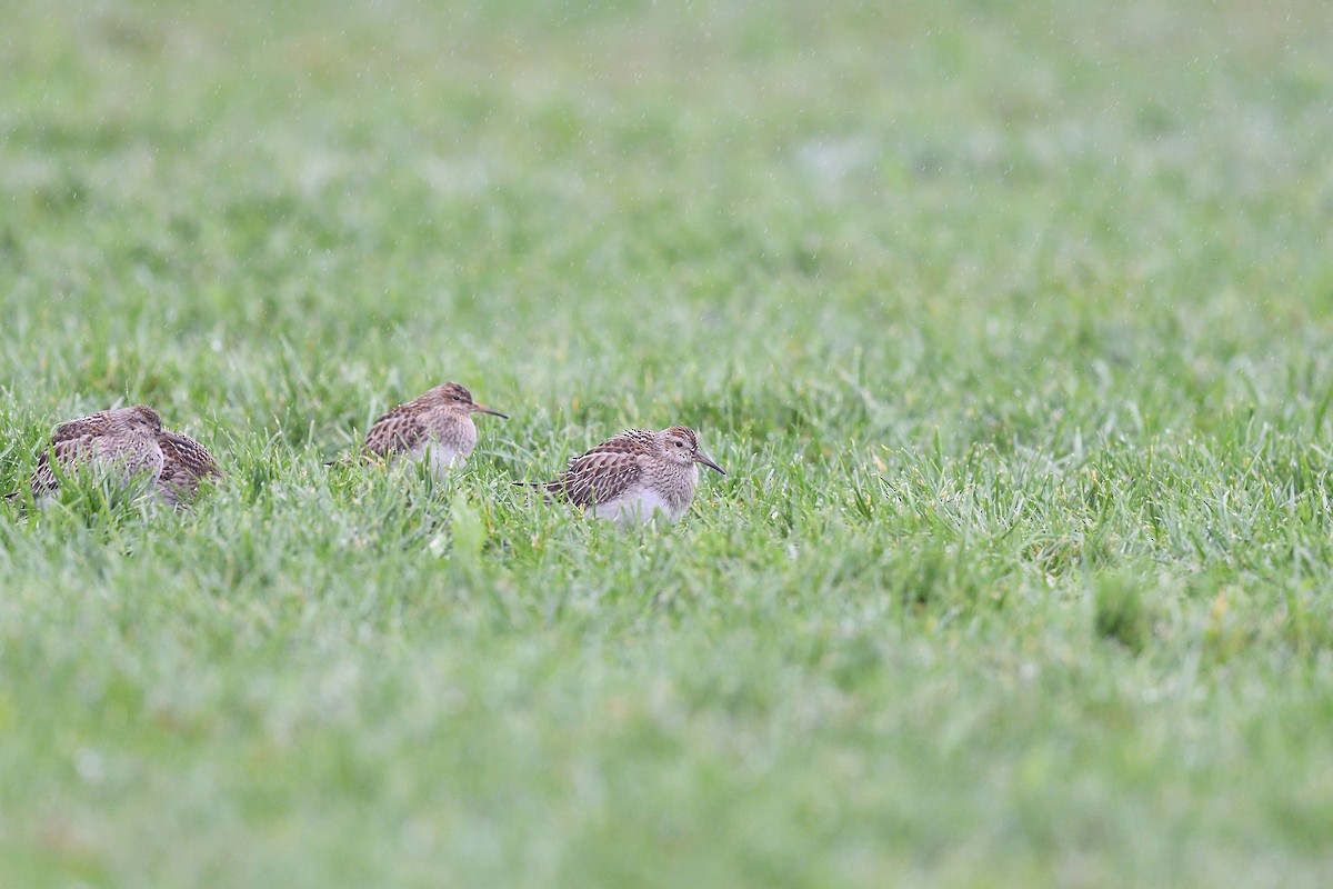 Pectoral Sandpiper - ML609284679