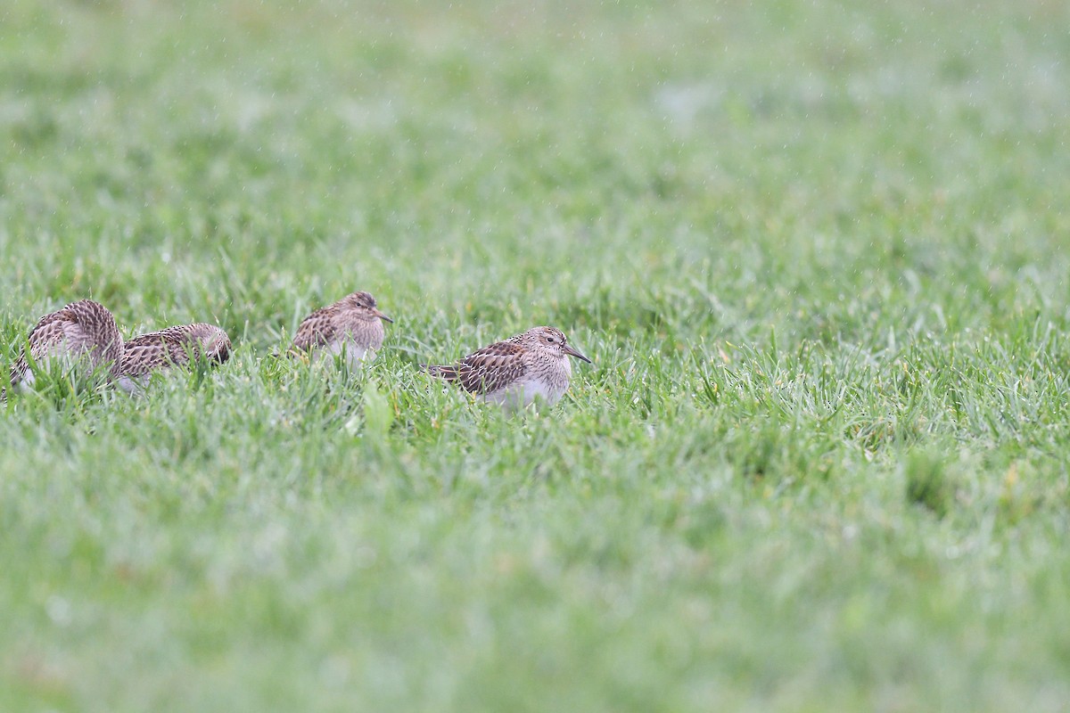 Pectoral Sandpiper - ML609284680