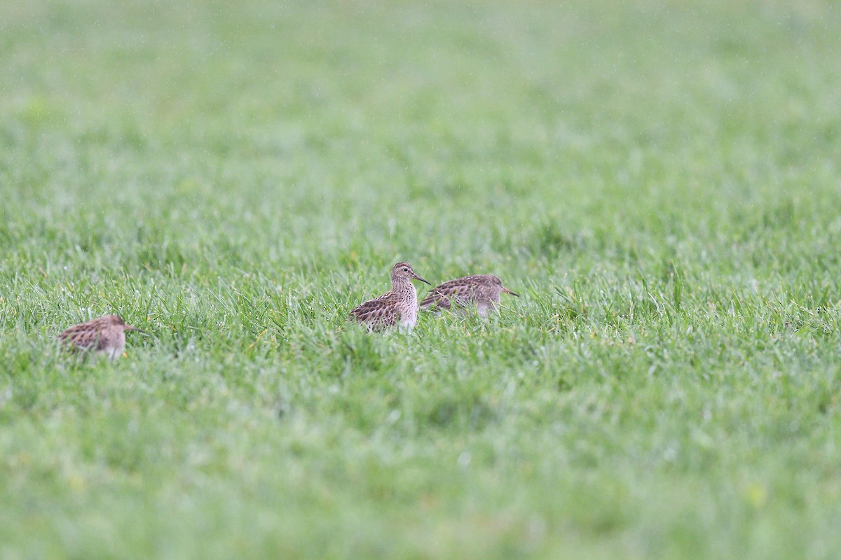 Pectoral Sandpiper - ML609284681