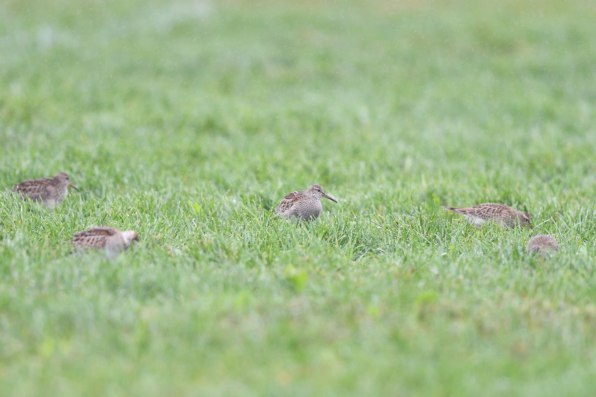 Pectoral Sandpiper - ML609284682