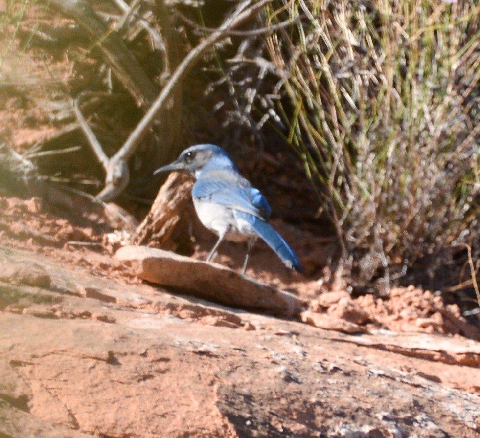 Woodhouse's Scrub-Jay - ML609284759