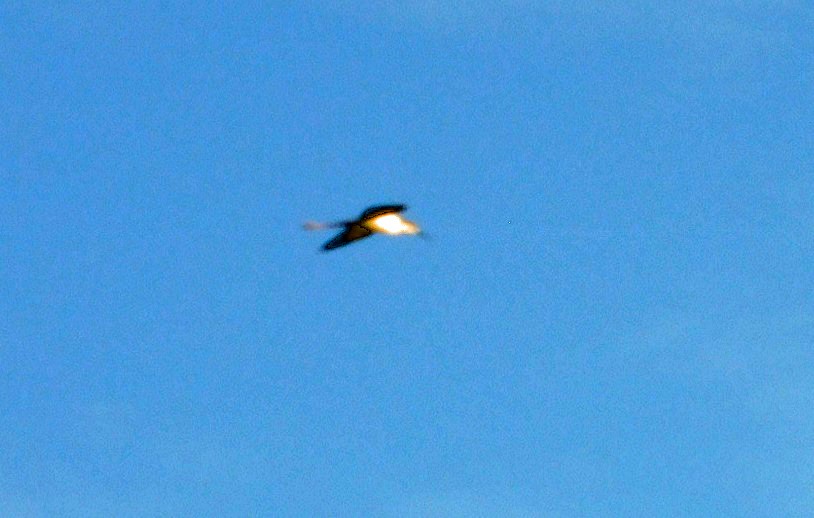 Black-necked Stilt - ML609284814