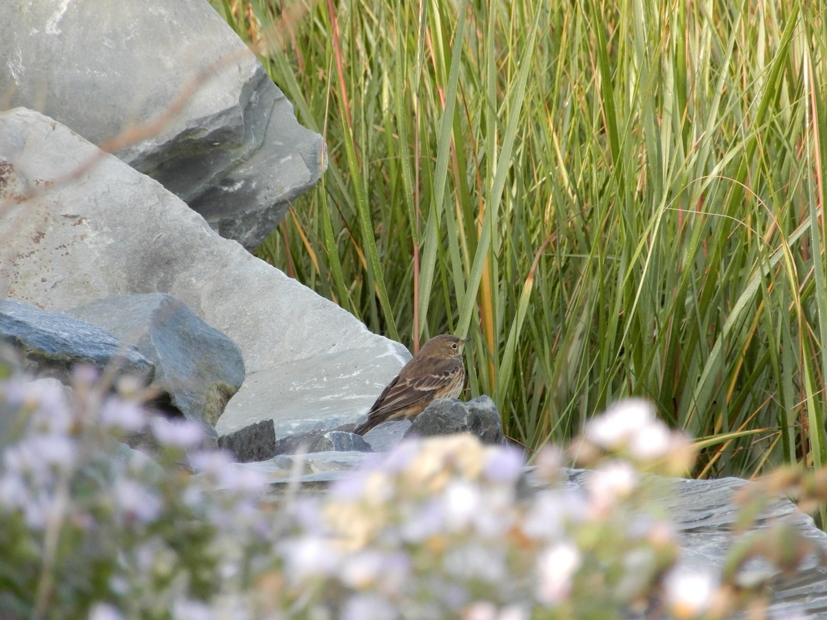 American Pipit - ML609284872