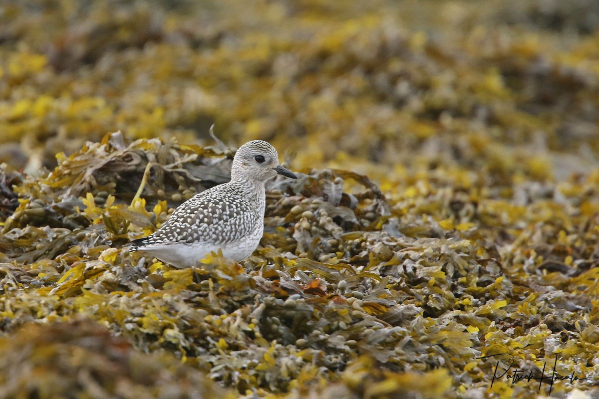 Black-bellied Plover - patrick hacala