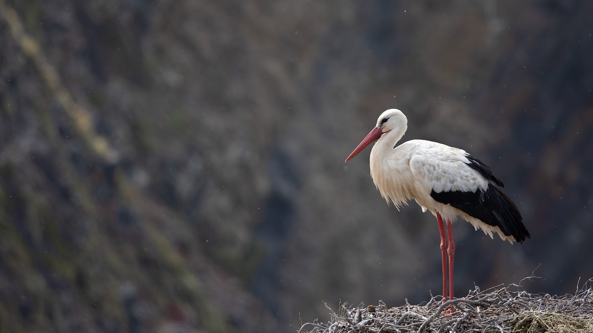 White Stork - ML609284890