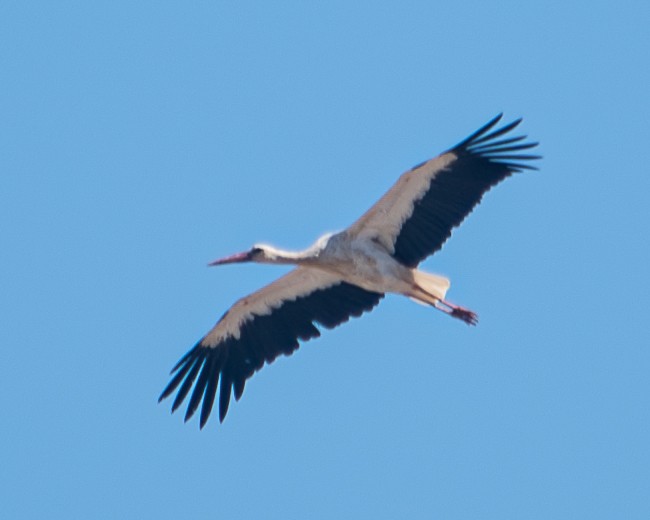White Stork - ML609285007