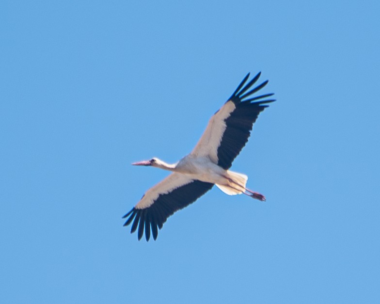 White Stork - ML609285009