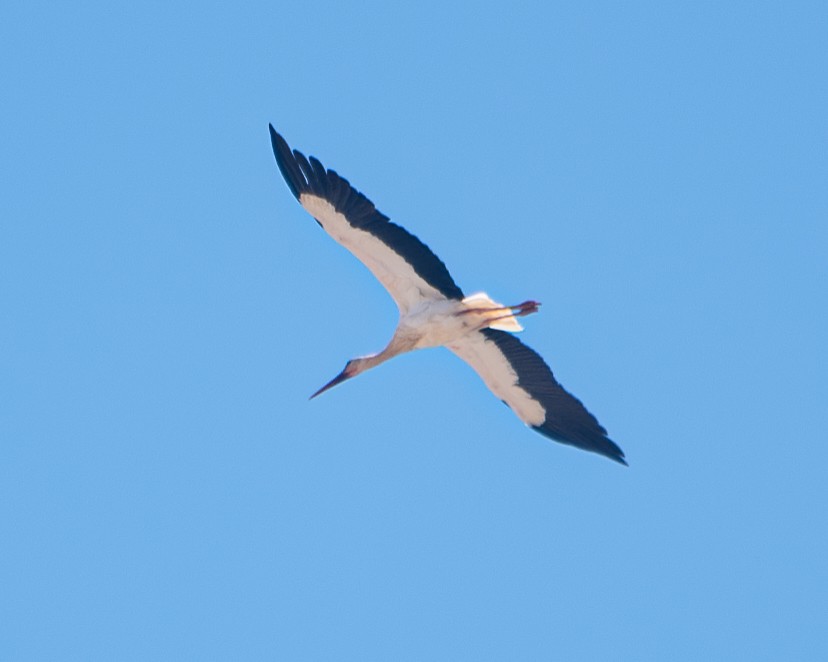 White Stork - ML609285010