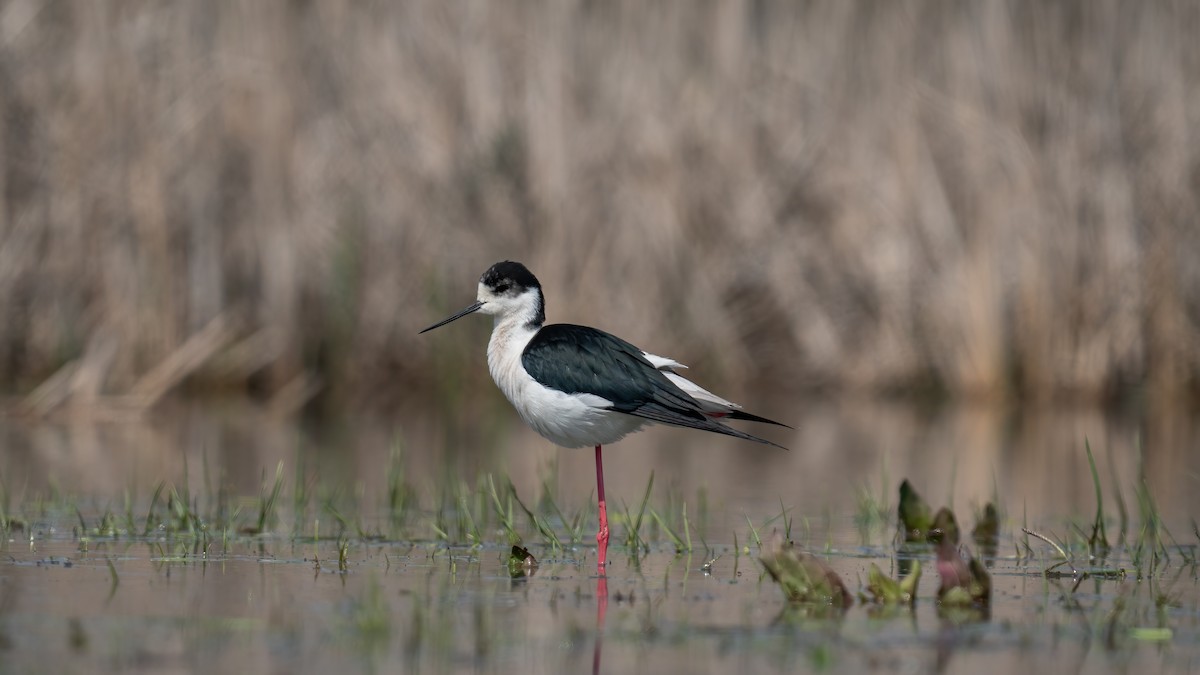 Black-winged Stilt - Ertuğrul Divlecen