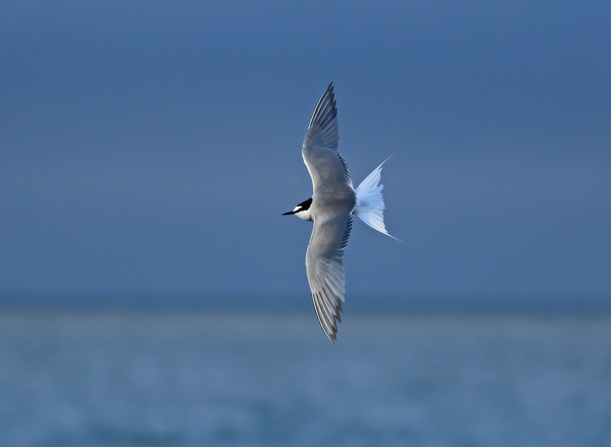 Aleutian Tern - ML609285106