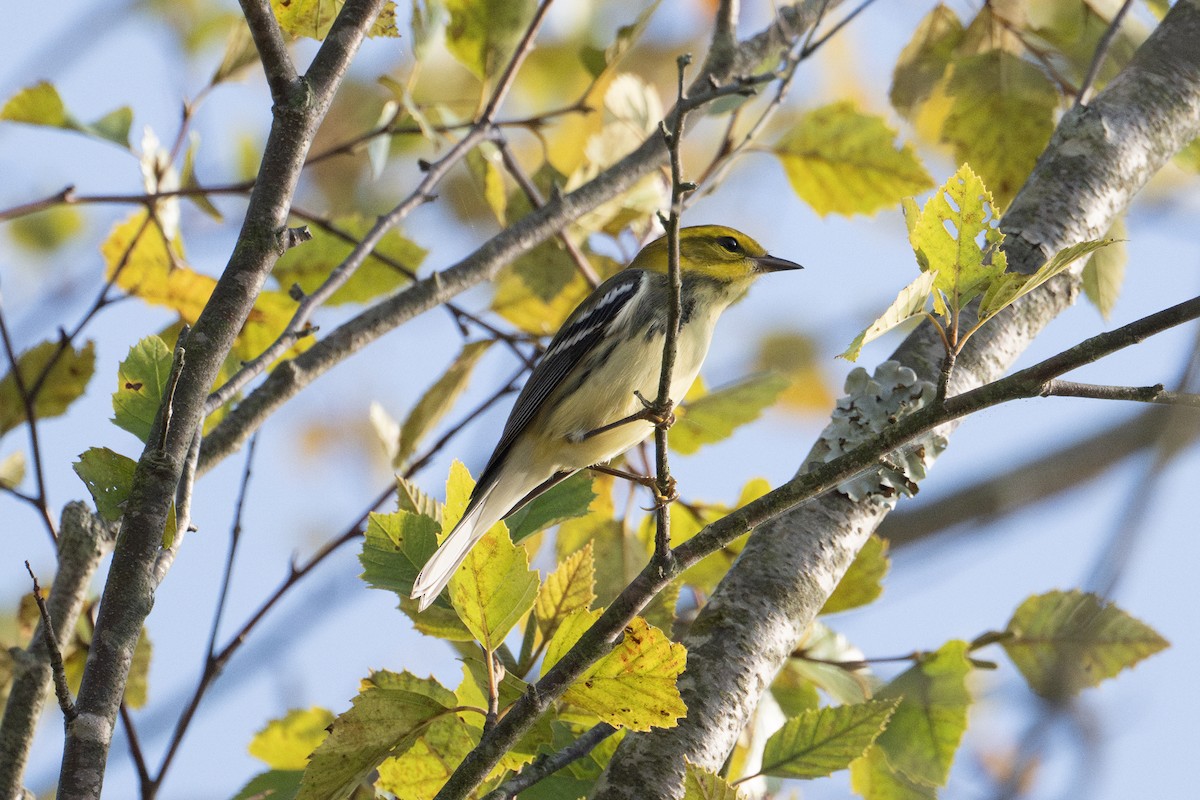 Black-throated Green Warbler - Anonymous