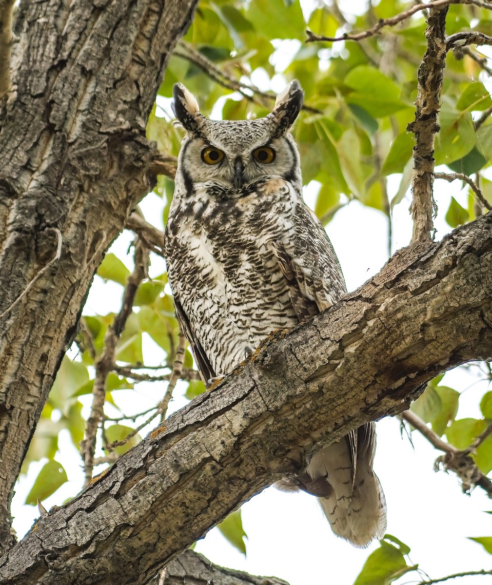 Great Horned Owl - ML609285125