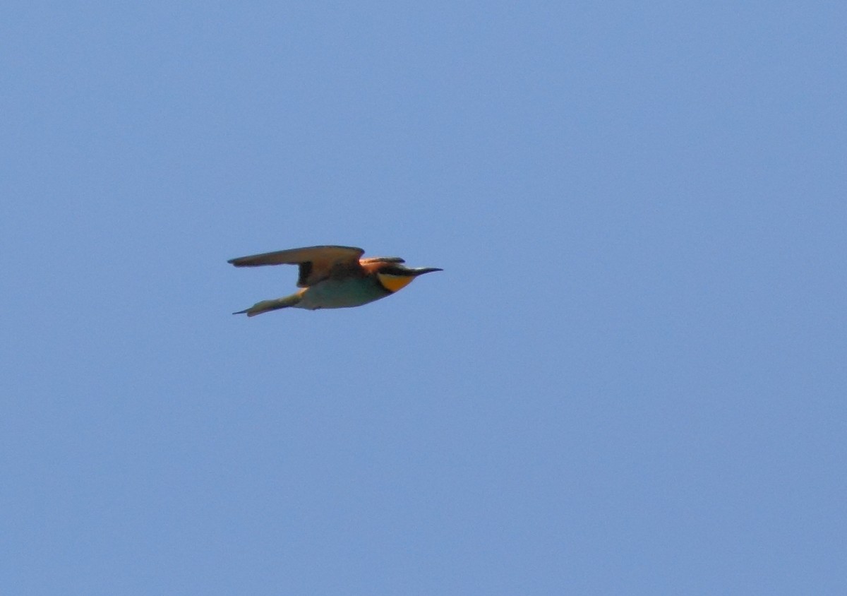 European Bee-eater - ML609285174