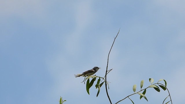 Gray-breasted Prinia - ML609285197