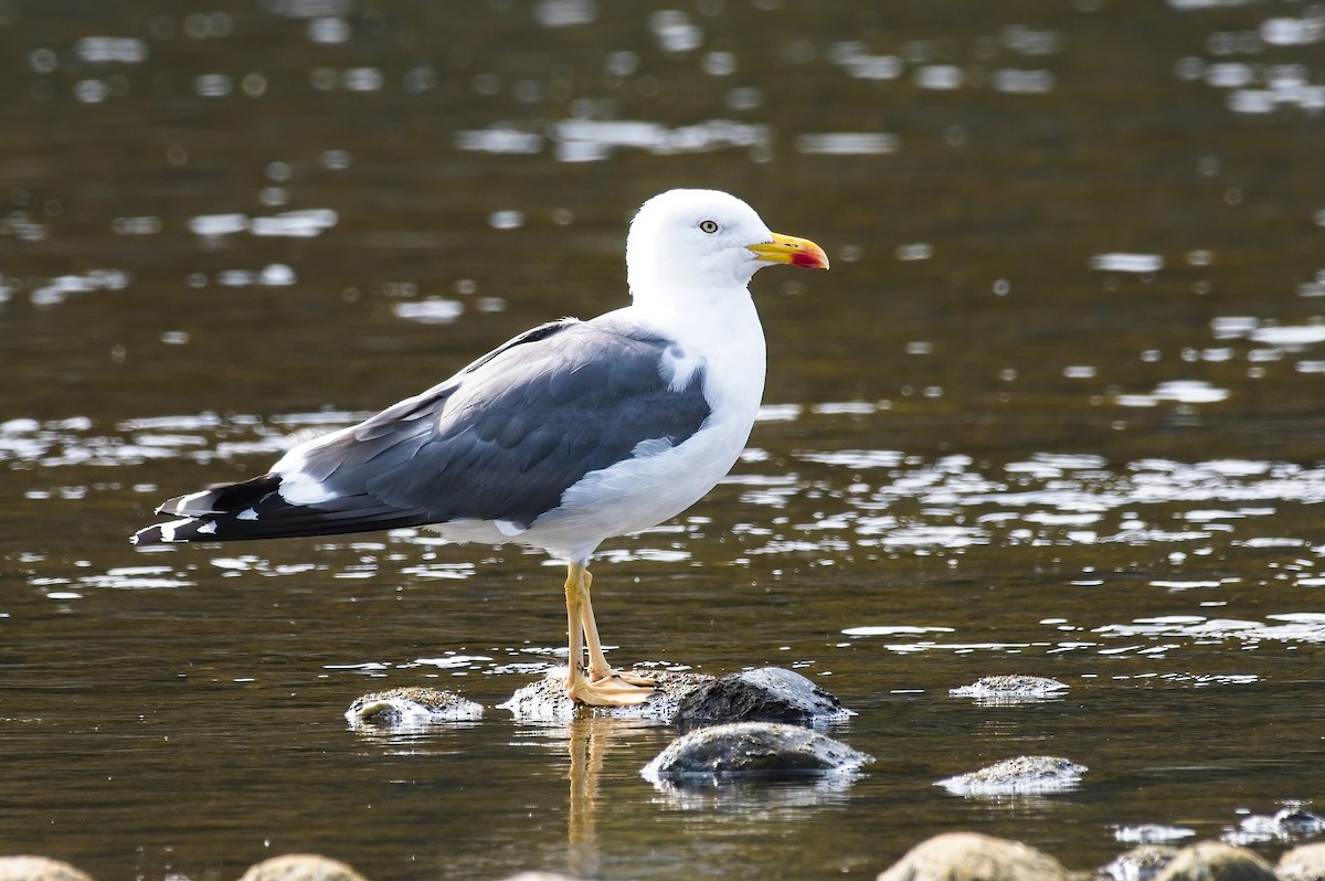 Lesser Black-backed Gull - Calvin S