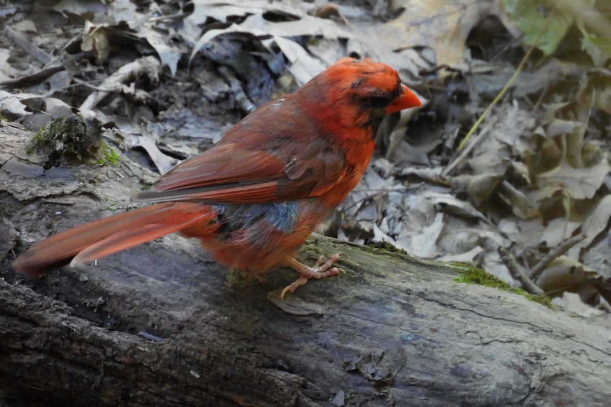 Cardinal rouge - ML609285255
