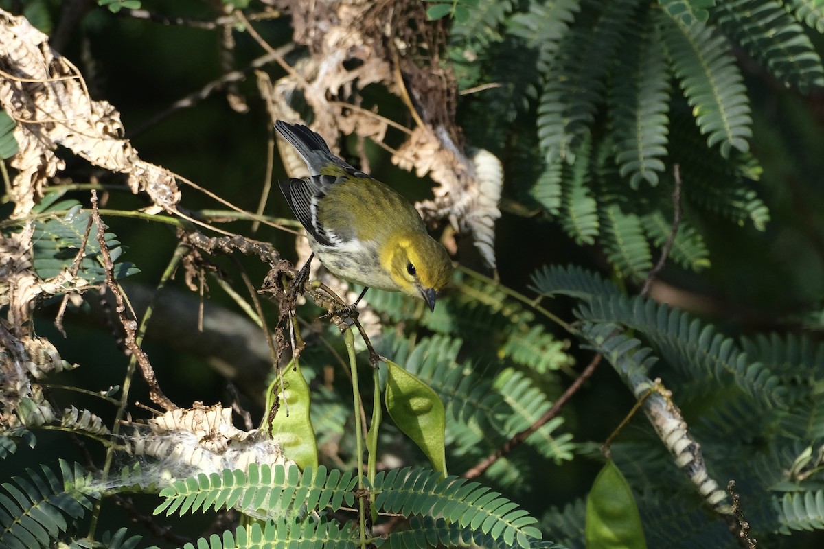 Black-throated Green Warbler - ML609285297