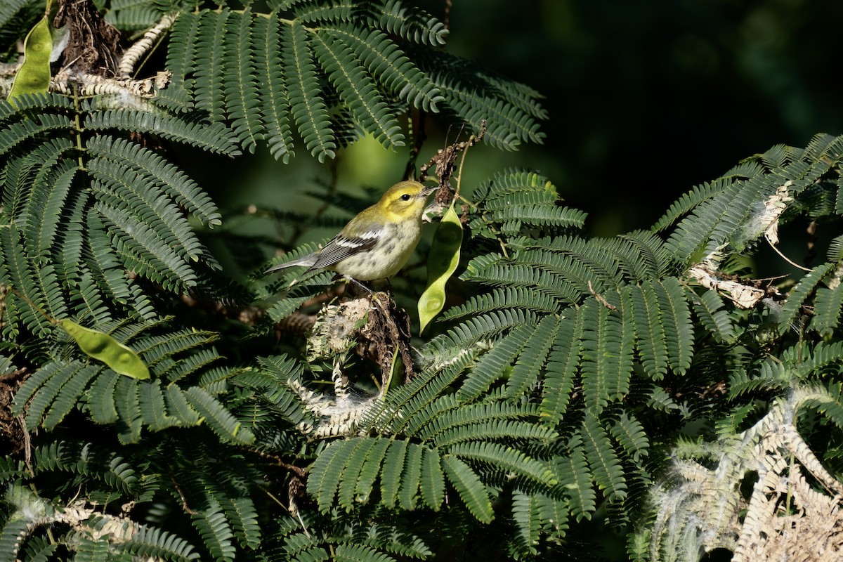 Black-throated Green Warbler - ML609285298