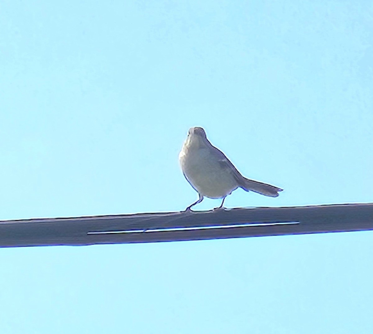 Northern Mockingbird - Yves Gauthier (Mtl)