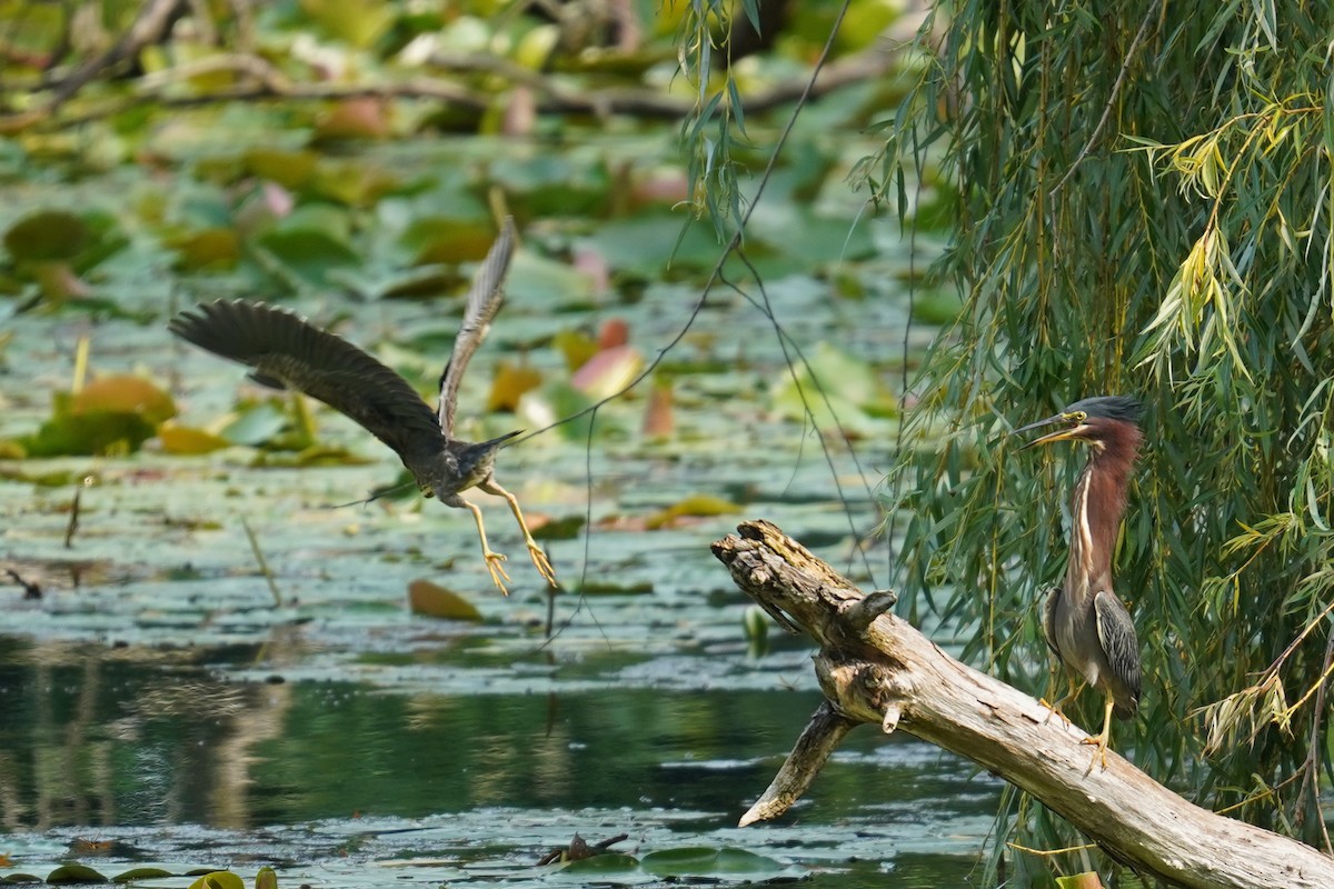 Green Heron - ML609285338