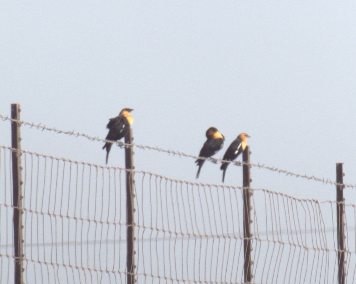 Yellow-headed Blackbird - Dane Fagundes