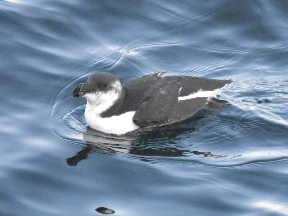 Razorbill - ML609285387