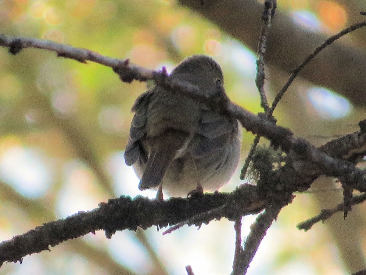 Swainson's Thrush - ML609285402