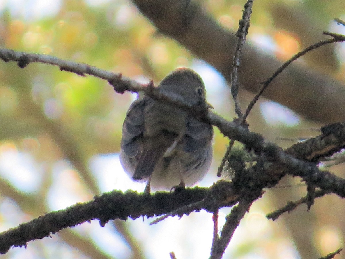 Swainson's Thrush - Susan Patla