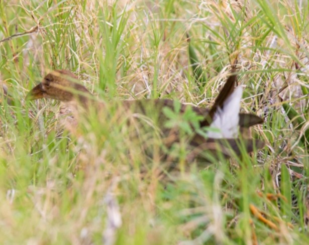 Purple Gallinule - ML609285431