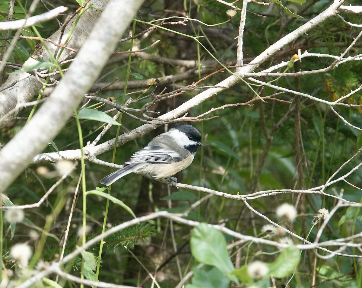 Black-capped Chickadee - ML609285439