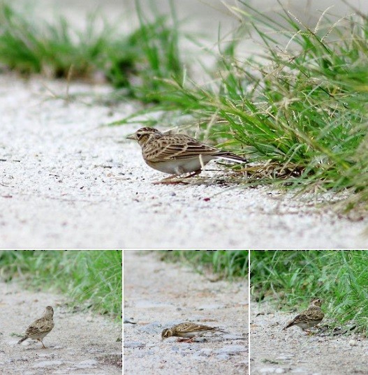 Eurasian Skylark - ML609285444