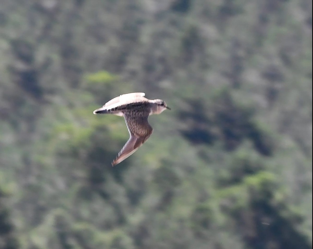 Eurasian Dotterel - ML609285450