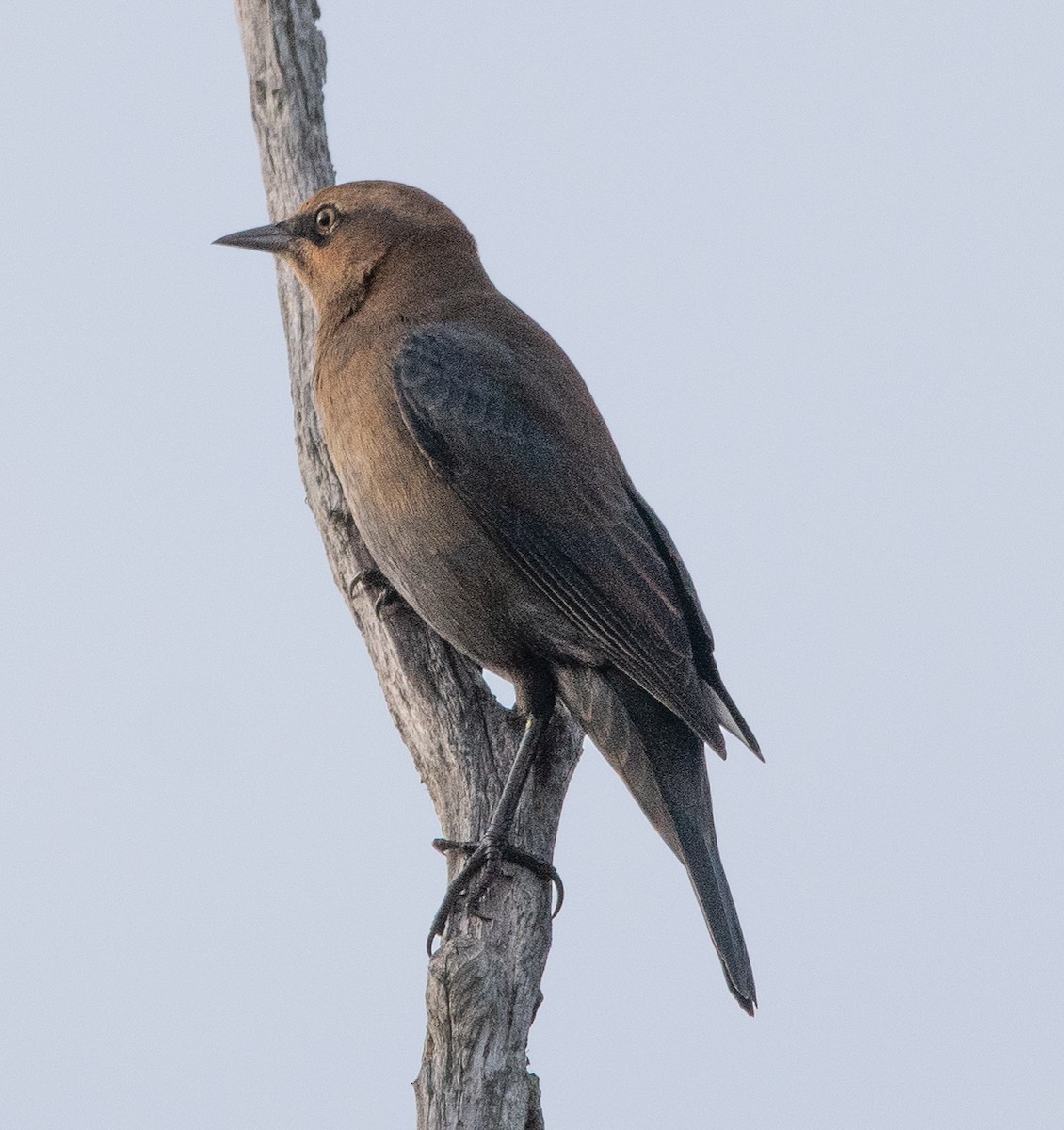 Rusty Blackbird - ML609285452