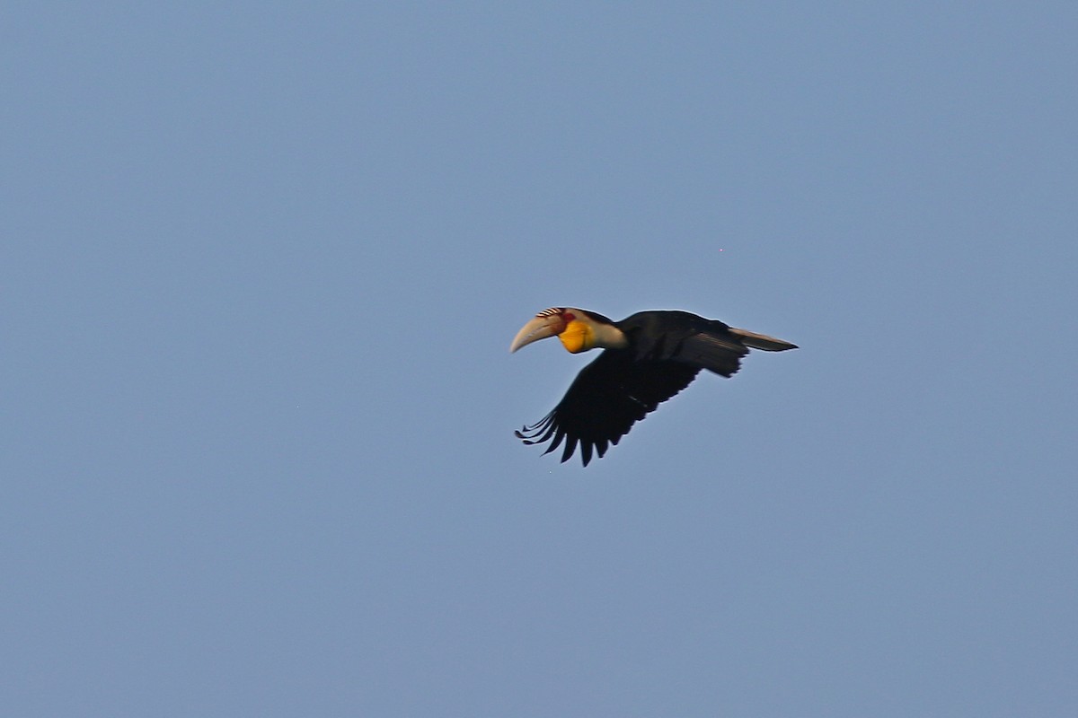 Wreathed Hornbill - ML609285471