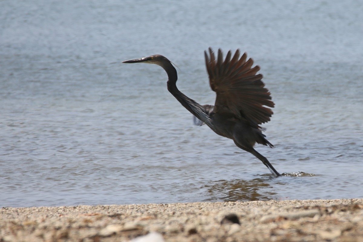 Great-billed Heron - Christian H. Schulze