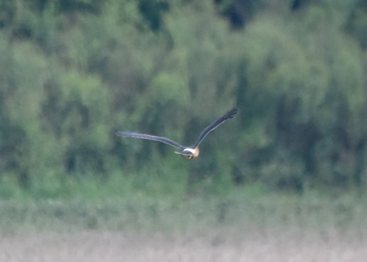 Northern Harrier - Mark Greene