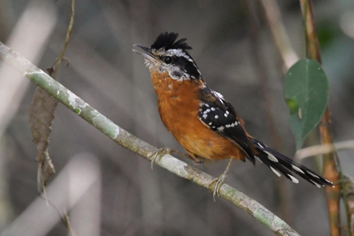 Ferruginous Antbird - ML609285532