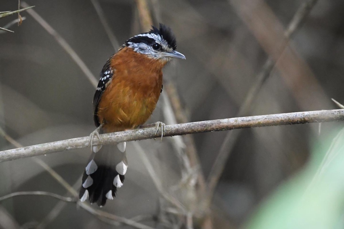 Ferruginous Antbird - ML609285533