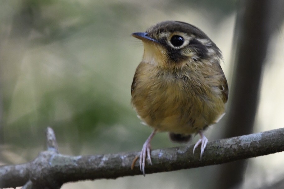 White-throated Spadebill - ML609285541