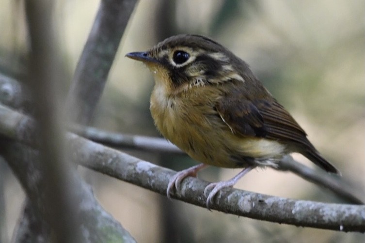 White-throated Spadebill - ML609285542