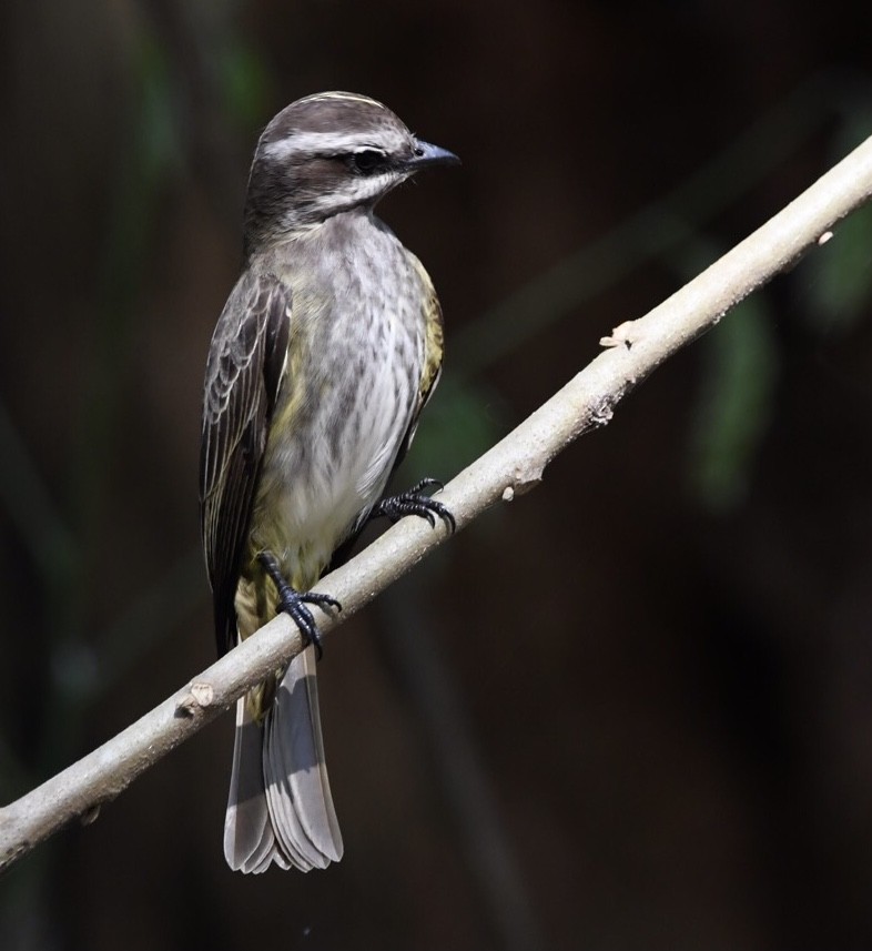 Piratic Flycatcher - ML609285614