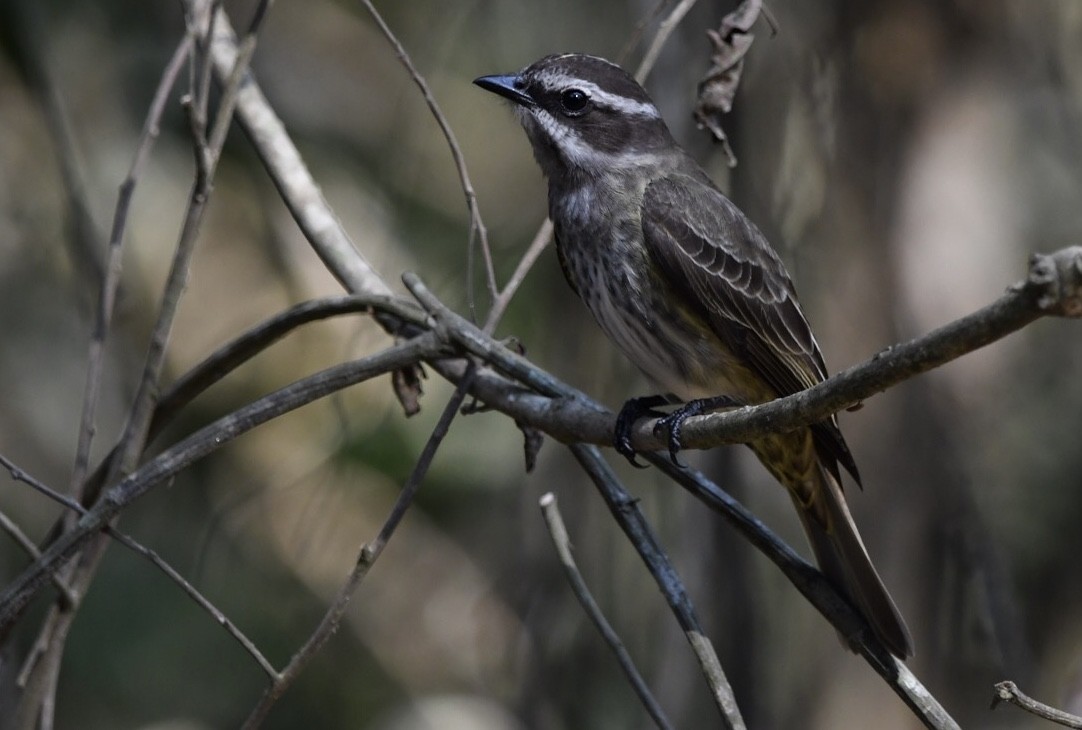 Piratic Flycatcher - ML609285616