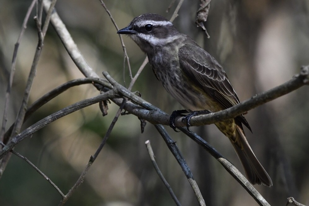 Piratic Flycatcher - ML609285617