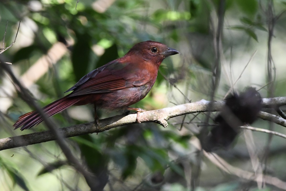 Red-crowned Ant-Tanager (Red) - ML609285629