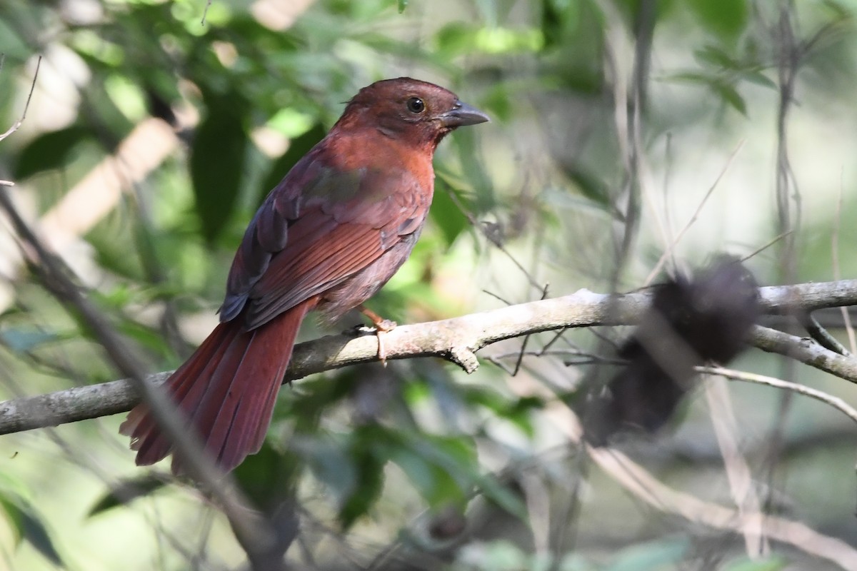 Red-crowned Ant-Tanager (Red) - ML609285630