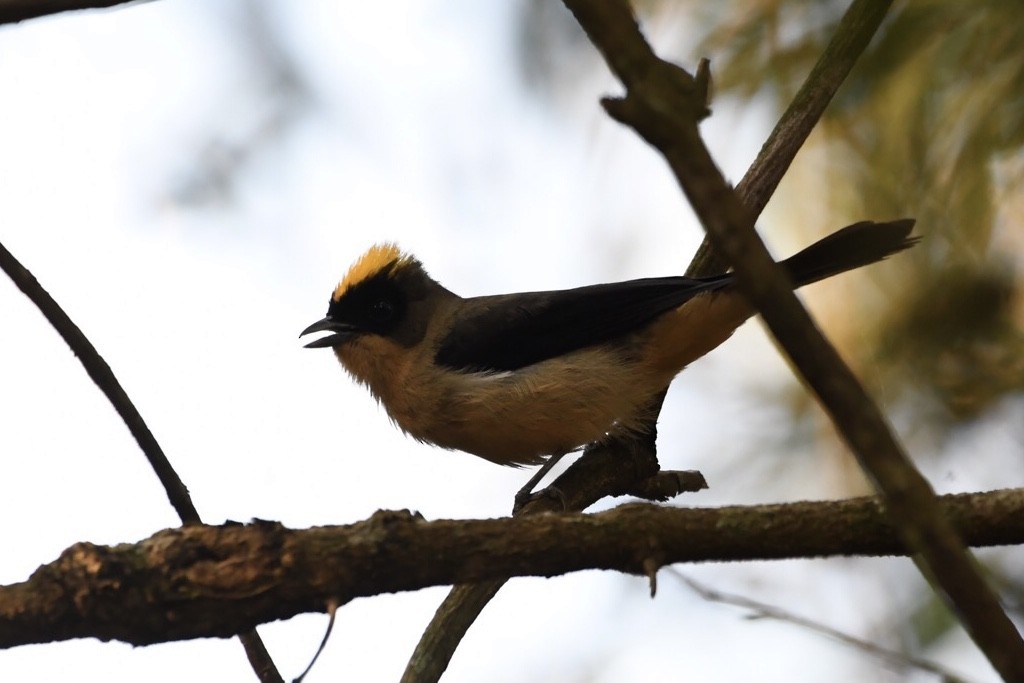 Black-goggled Tanager - ML609285637