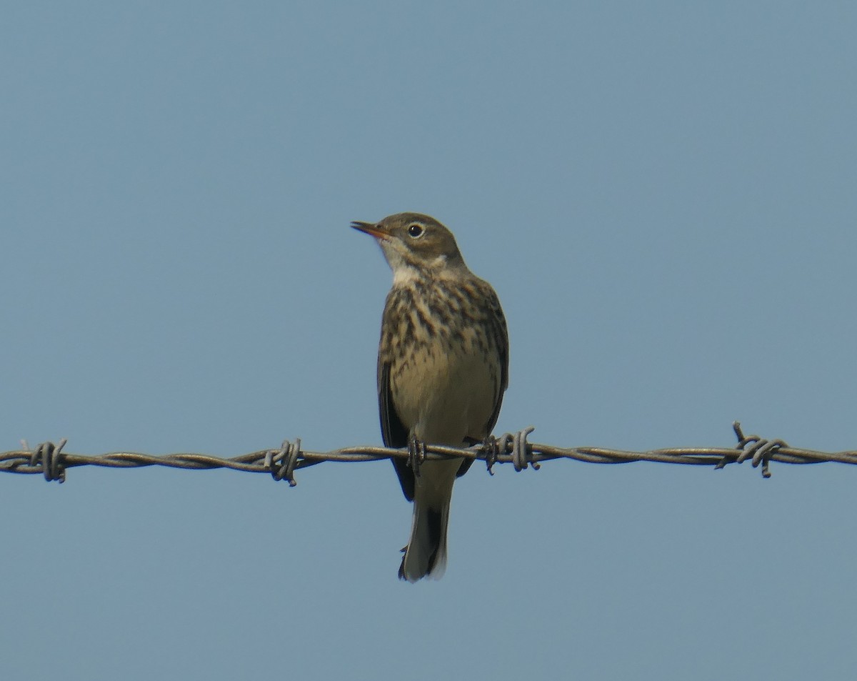 American Pipit - Cecile Boucher