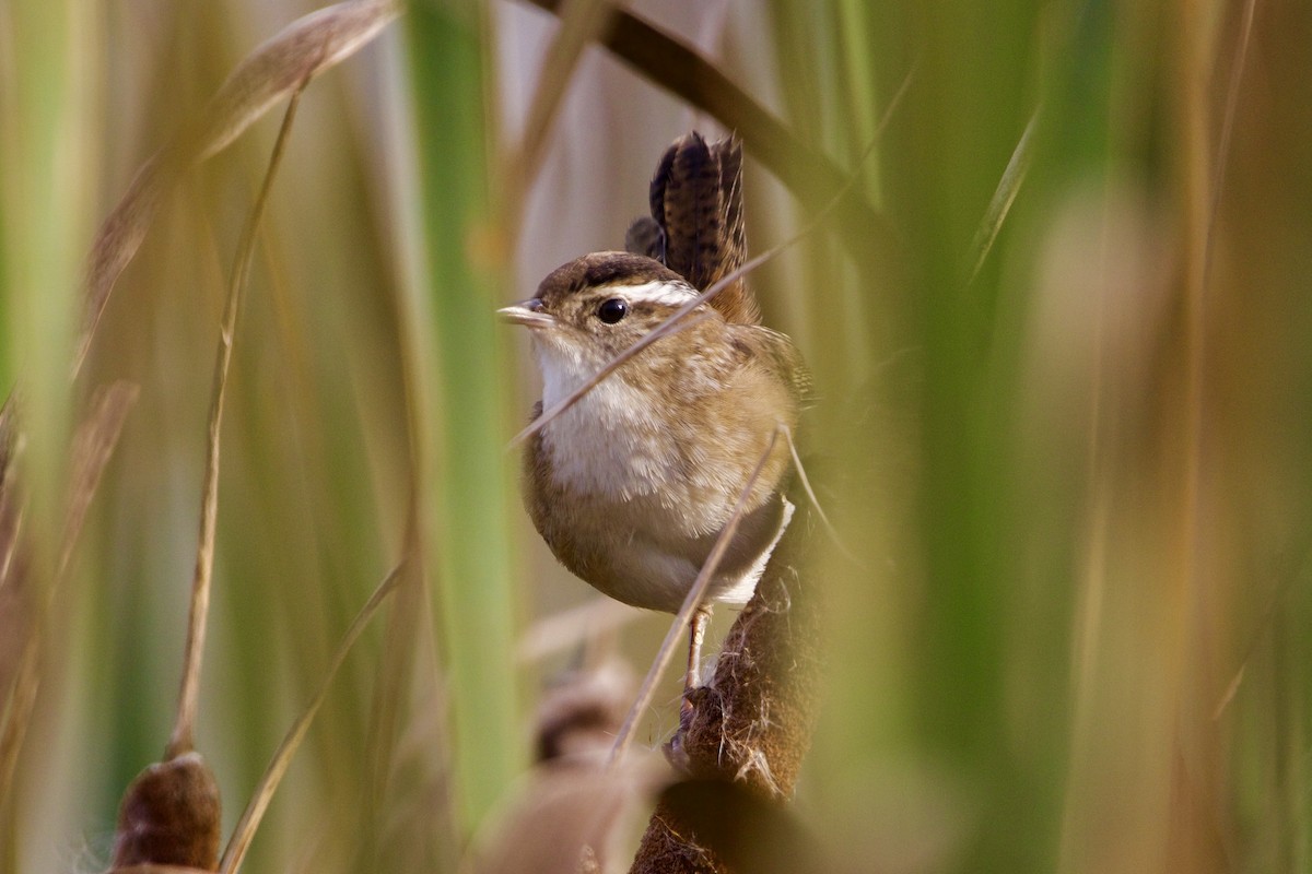 Marsh Wren - ML609285693