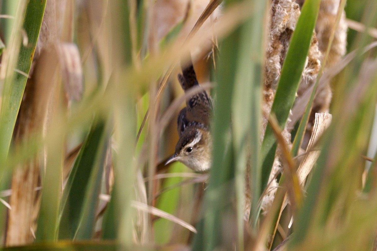 Marsh Wren - ML609285694